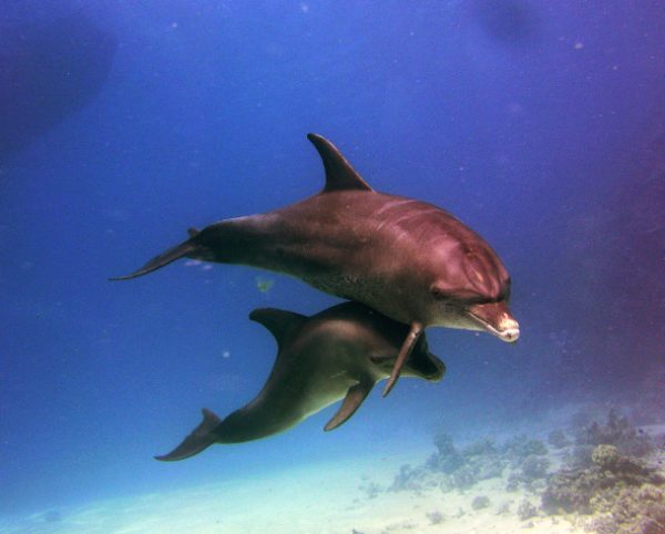 Sataya – Rafa Delfinów w Marsa Alam