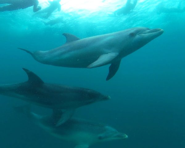 Dom Delfinów Hurghada – Pływanie z delfinami