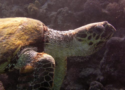 Sataya - Rafa Delfinów w Marsa Alam