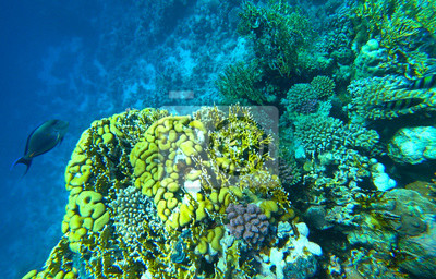 Rafa koralowa i ryby w Morzu Czerwonym